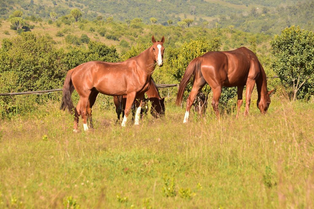 Olepangi Farm Vila Nanyuki Exterior foto